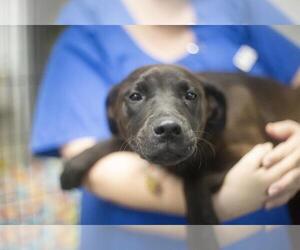 Labrador Retriever-Unknown Mix Dogs for adoption in Mountain Home, AR, USA