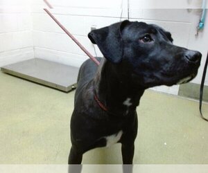 American Pit Bull Terrier-Labrador Retriever Mix Dogs for adoption in Moreno Valley, CA, USA