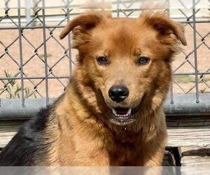 Golden Shepherd Dogs for adoption in Pueblo, CO, USA