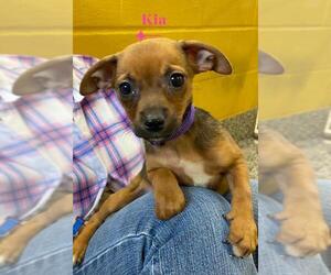 Rat-Cha Dogs for adoption in Metairie, LA, USA