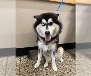 Siberian Husky Dogs for adoption in Tracy, CA, USA