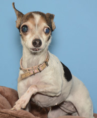 Medium Photo #1 Rat Terrier Puppy For Sale in Redmond, WA, USA