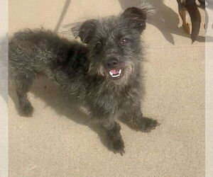 Mutt Dogs for adoption in Newport Beach, CA, USA