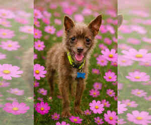 Mutt Dogs for adoption in Gulfport, MI, USA