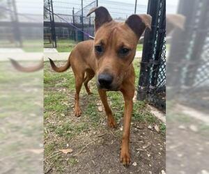 Labrador Retriever-Unknown Mix Dogs for adoption in San Antonio, TX, USA
