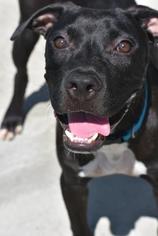 Bulloxer Dogs for adoption in North Myrtle Beach, SC, USA