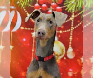 Doberman Pinscher Dogs for adoption in Negaunee, MI, USA