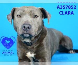 American Pit Bull Terrier Dogs for adoption in Stockton, CA, USA