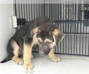 German Shepherd Dog Dogs for adoption in Houston, TX, USA