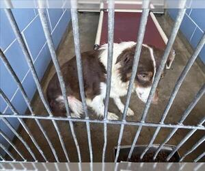 Australian Shepherd Dogs for adoption in Norco, CA, USA