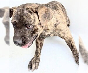 Boxer Dogs for adoption in Houston, TX, USA