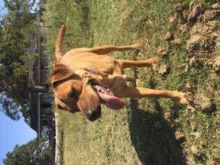 Black Mouth Cur Dogs for adoption in White River Junction, VT, USA