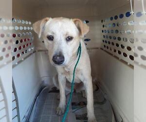 Borador Dogs for adoption in Missouri City, TX, USA