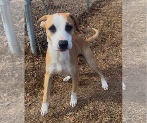 Mutt Dogs for adoption in Woodbury, NY, USA