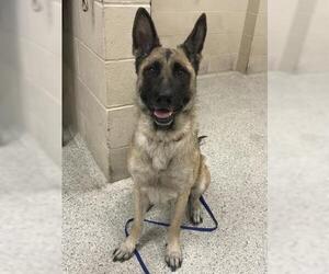 German Shepherd Dog-Unknown Mix Dogs for adoption in Conroe, TX, USA