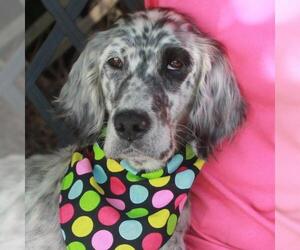 English Setter Dogs for adoption in Garfield Heights, OH, USA