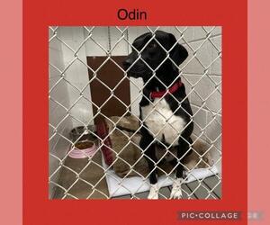 Lab-Pointer Dogs for adoption in Kewanee, IL, USA