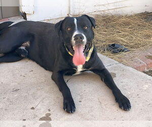 Boxador Dogs for adoption in Phoenix, AZ, USA
