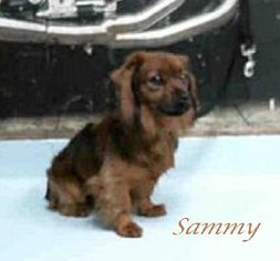 Medium Photo #1 Dachshund-Tibetan Spaniel Mix Puppy For Sale in Missouri City, TX, USA