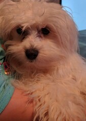 Bichpoo Dogs for adoption in Cumming, GA, USA