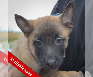 Mutt Dogs for adoption in Huntley, IL, USA