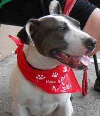 Bull Terrier-Unknown Mix Dogs for adoption in Jefferson, LA, USA