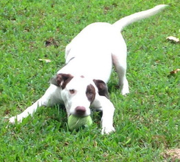 Pointer-Unknown Mix Dogs for adoption in Alvin, TX, USA