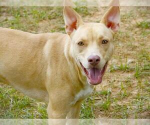 Canaan Dog-Labrador Retriever Mix Dogs for adoption in Tallahassee, FL, USA