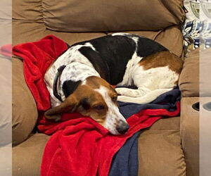 Basset Hound Dogs for adoption in Brookville, OH, USA