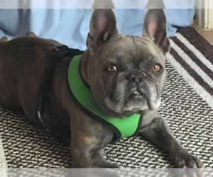 French Bulldog Dogs for adoption in Mission Viejo, CA, USA