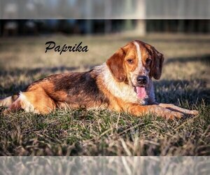 Beagle Dogs for adoption in Kettering, OH, USA