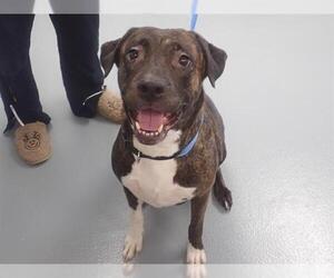 Mastiff Dogs for adoption in St. Cloud, FL, USA