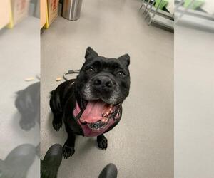 Mutt Dogs for adoption in Corpus Christi, TX, USA