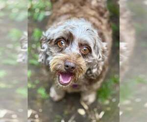 Cocker Spaniel-Poodle (Miniature) Mix Dogs for adoption in Lee's Summit, MO, USA