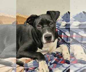 Mutt Dogs for adoption in Waterloo, IA, USA