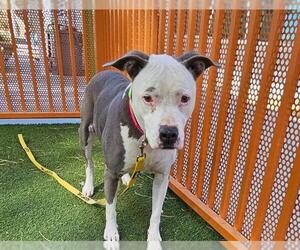 American Pit Bull Terrier-Unknown Mix Dogs for adoption in Las Vegas, NV, USA