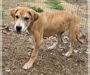 Boxer-Unknown Mix Dogs for adoption in Pevely, MO, USA