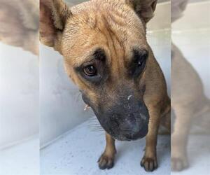 German Shepherd Dog Dogs for adoption in Houston, TX, USA