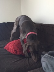 German Shorthaired Pointer Dogs for adoption in Waseca, MN, USA