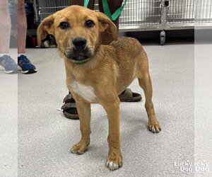 Retriever -Unknown Mix Dogs for adoption in Washington, DC, USA