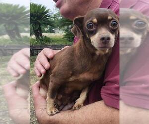 Chihuahua-Unknown Mix Dogs for adoption in San Antonio, TX, USA