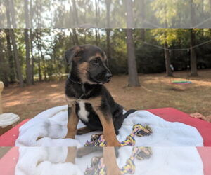 German Shepherd Dog-Unknown Mix Dogs for adoption in The Woodlands, TX, USA