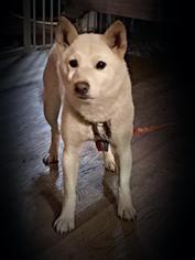 Medium Photo #1 Shiba Inu Puppy For Sale in Minneapolis, MN, USA