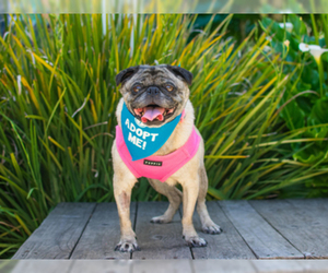 Pug Dogs for adoption in Pacific Grove, CA, USA
