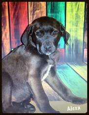 Medium Photo #1 Boxador Puppy For Sale in Minneapolis, MN, USA