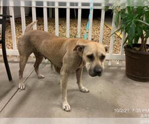 Black Mouth Cur Dogs for adoption in Ocala, FL, USA