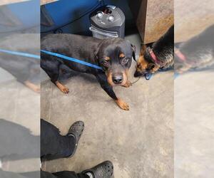 Rottweiler-Unknown Mix Dogs for adoption in Tallahassee, FL, USA