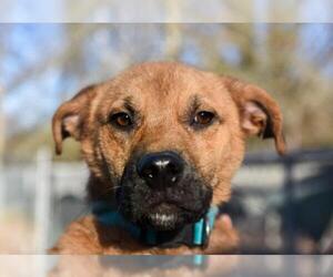 Mutt Dogs for adoption in Chattanooga, TN, USA