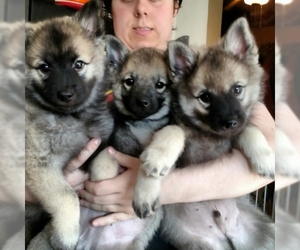 Norwegian Elkhound Dogs for adoption in Smithfield, PA, USA
