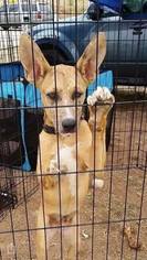 Catahoula Leopard Dog-Unknown Mix Dogs for adoption in Midland, TX, USA
